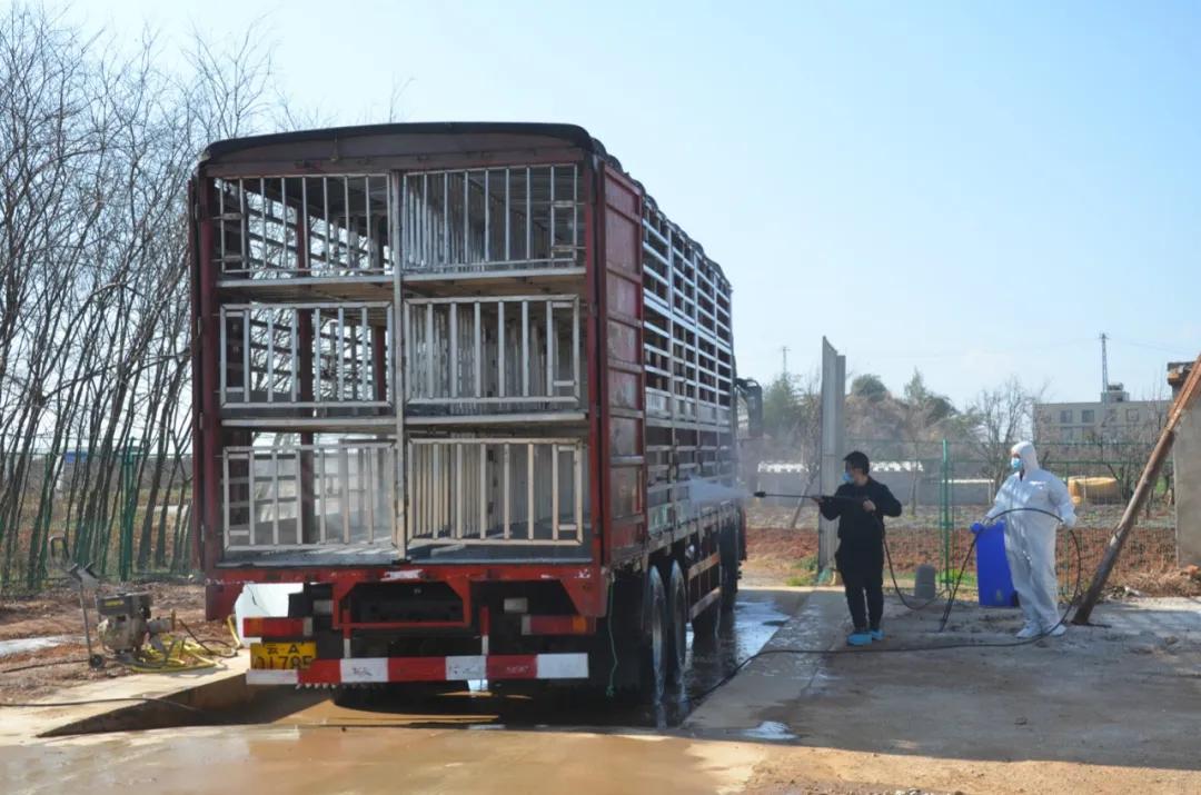 云南地区生猪市场最新价格动态